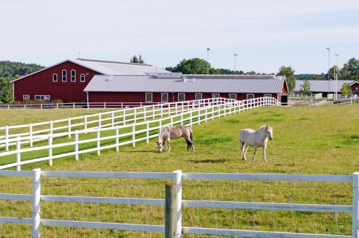 Horses on a farm with white fences