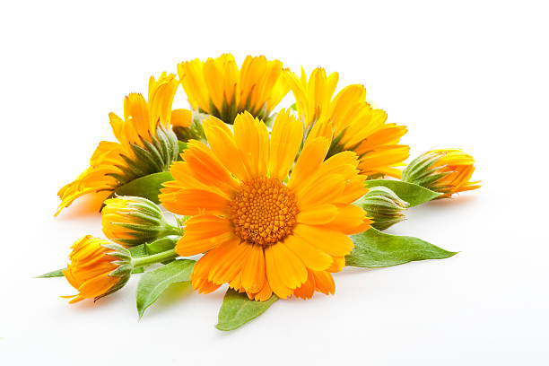 istock Calendula. Flowers isolated on a white background 153243829
