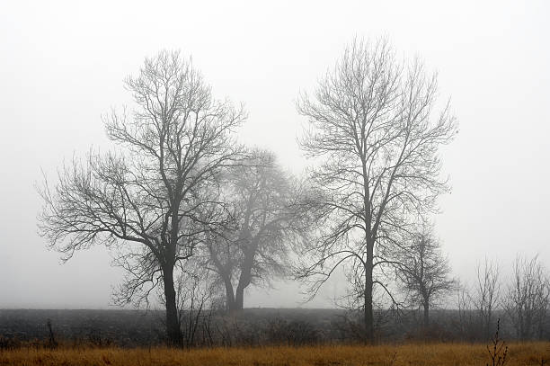 istock Lone tree in the fog 153244041