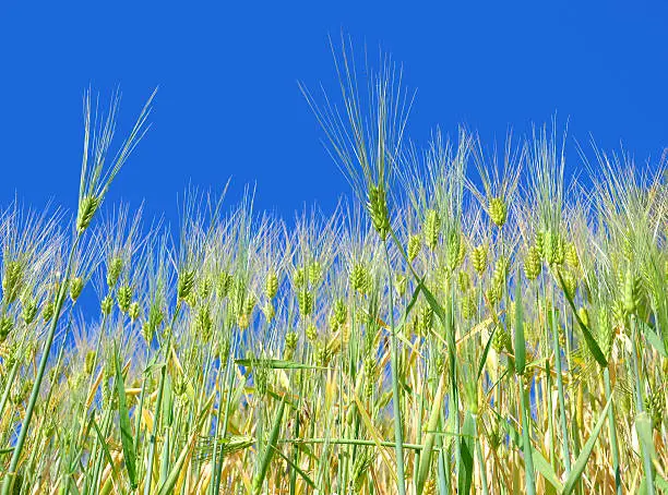 Green wheat field with blue sky background