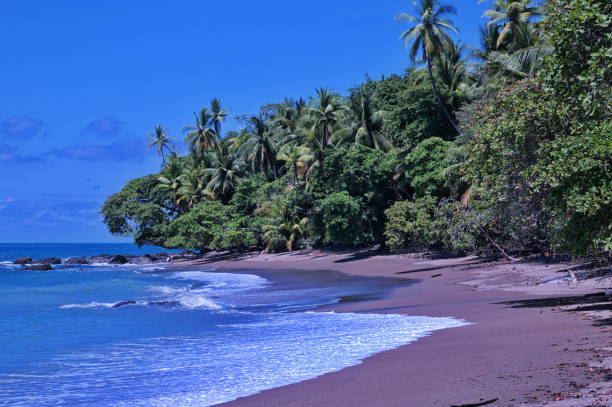 istock Tropical beach with sand and palms 1532459650
