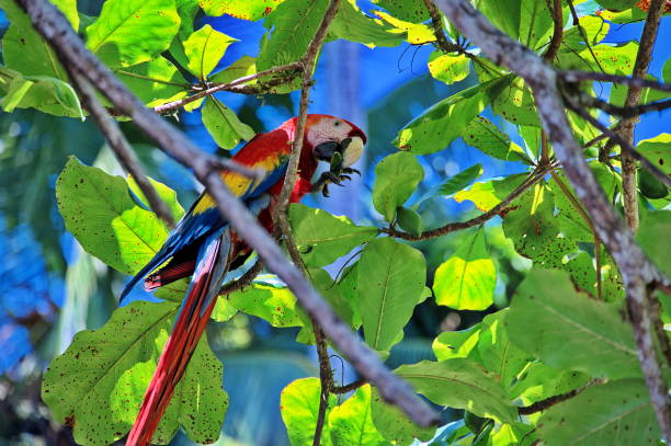 istock Ara macaw bird on a branch 1532459654