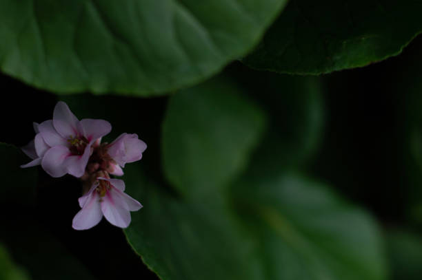 istock Pink garden flowers 1532460004