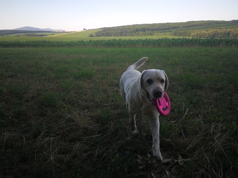 A white female labrador retrieving a round pink toy, in a meadow with agrixultural fields in the background on a hot summer evening