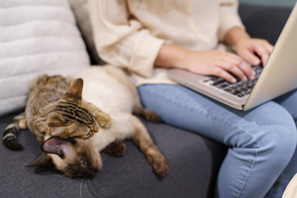 mulher que trabalha em casa com gato. gato dormindo no teclado do laptop. assistant cat working na empresa laptop - domestic cat computer laptop kitten - fotografias e filmes do acervo