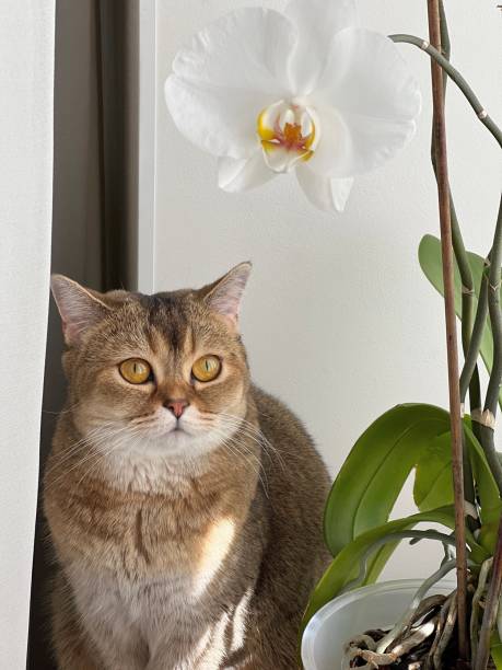 istock Adorable British cat looking on orchid flower 1532462279