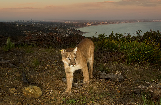 This mountain lion prowls above Los Angeles, the Santa Monica Pier and the Pacific Ocean.  There are only two megacities with big cats - Mumbai and Los Angeles. Mountain lions are also known as cougars and pumas.   The cougar in this picture lives in the Santa Monica Mountains and is surrounded by deadly freeways along with other wildlife such as foxes, bobcats, deer and increasingly, people.  The world’s largest wildlife crossing (The Wallis Annenberg Wildlife Crossing) is helping these animals survive by giving them interconnectivity to improve their genetic diversity.