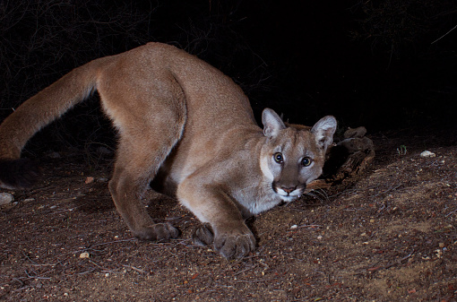 This mountain lion prowls the Secret Canyon near Los Angeles, the Santa Monica Pier and the Pacific Ocean.  Mountain lions are also known as cougars and pumas.  There are only two megacities with urban big cats - Mumbai and Los Angeles. The cougar in this picture lives in the Santa Monica Mountains and is surrounded by deadly freeways along with other wildlife such as foxes, bobcats, deer and increasingly, people.  The world’s largest wildlife crossing (The Wallis Annenberg Wildlife Crossing) is helping these animals survive by giving them interconnectivity to improve their genetic diversity.