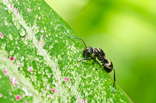istock black ant in green nature 153248571
