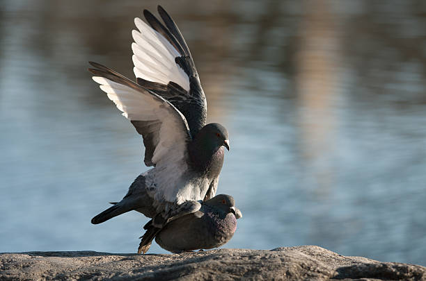 pigeon stock photo