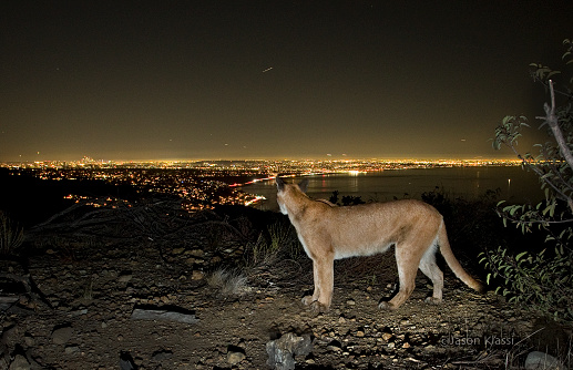 This mountain lion prowls above Los Angeles, the Santa Monica Pier and the Pacific Ocean.  Mountain lions are also known as cougars and pumas.  There are only two megacities with urban big cats - Mumbai and Los Angeles. The cougar in this picture lives in the Santa Monica Mountains and is surrounded by deadly freeways along with other wildlife such as foxes, bobcats, deer and increasingly, people.  The world’s largest wildlife crossing (The Wallis Annenberg Wildlife Crossing) is helping these animals survive by giving them interconnectivity to improve their genetic diversity.