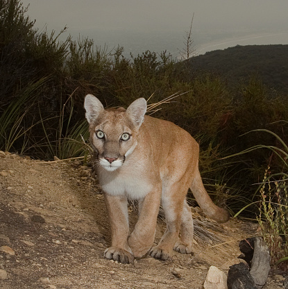 This mountain lion prowls the hills near Los Angeles, the Santa Monica Pier and the Pacific Ocean.  Mountain lions are also known as cougars and pumas.  There are only two megacities with urban big cats - Mumbai and Los Angeles. The cougar in this picture lives in the Santa Monica Mountains and is surrounded by deadly freeways along with other wildlife such as foxes, bobcats, deer and increasingly, people.  The world’s largest wildlife crossing (The Wallis Annenberg Wildlife Crossing) is helping these animals survive by giving them interconnectivity to improve their genetic diversity.