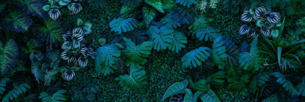 istock Group of dark green tropical leaves background. 1532519337