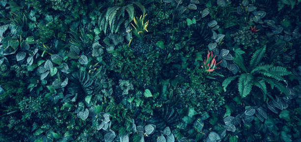 istock Group of dark green tropical leaves background. 1532521943