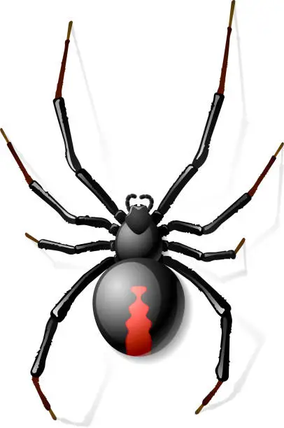 Vector illustration of Black Widow spider