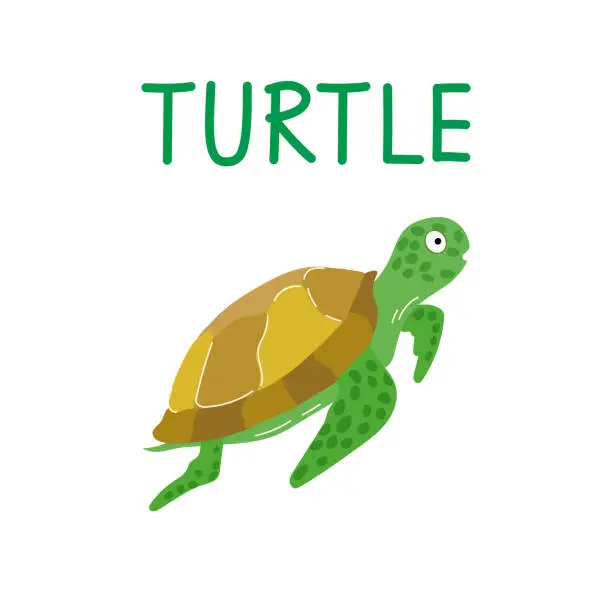 Vector illustration of Cartoon style green sea turtle isolated on a white background.