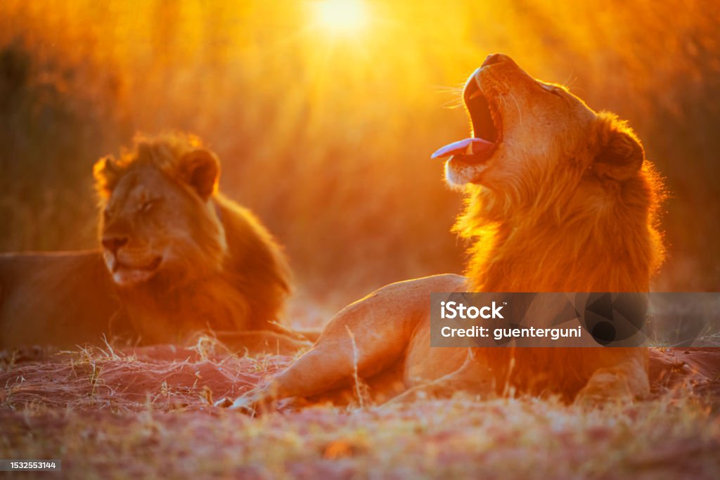 Due leoni maschi (Panthera leo) al tramonto - Foto stock royalty-free di Leone - Grande felino Due leoni maschi (Panthera leo) al tramonto - Foto stock royalty-free di Leone - Grande felino