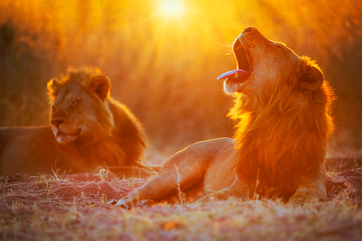 Two male lions against the evening sun. 
Location: Lake Kariba/Bumi Hills,  Matusadona National Park, Zimbabwe, southern Africa.