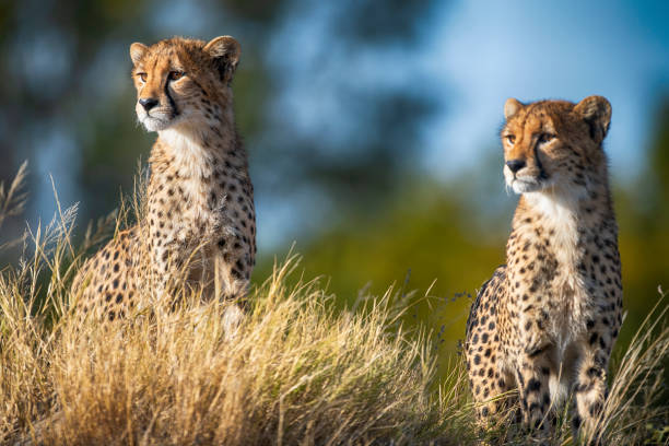 портрет двух молодых гепардов (acinonyx jubatus) - hwange national park стоковые фото и изображения