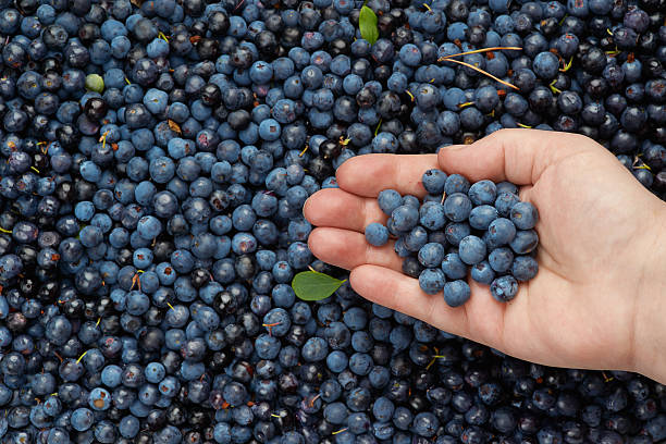 istock Blueberries as healthy diet for senior people. 153255692