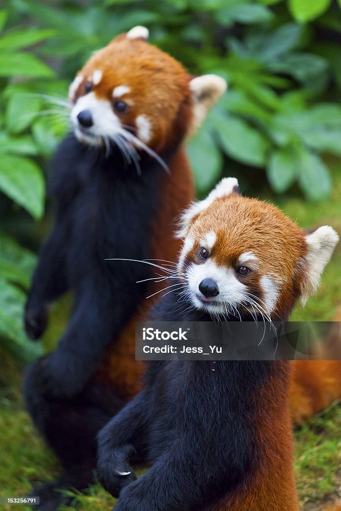 Little red panda, endangered species They are endangered in the world now. Hong Kong Stock Photo