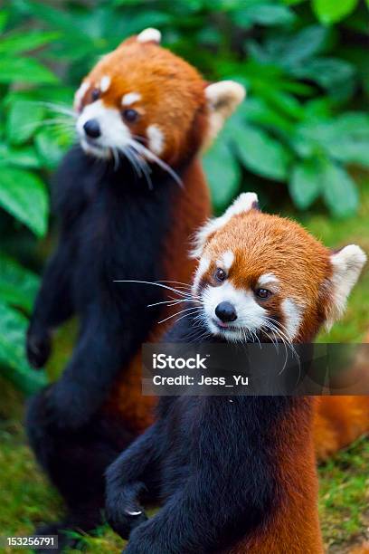 Little Red Panda Endangered Species Stock Photo - Download Image Now - Hong Kong, Panda - Animal, Small