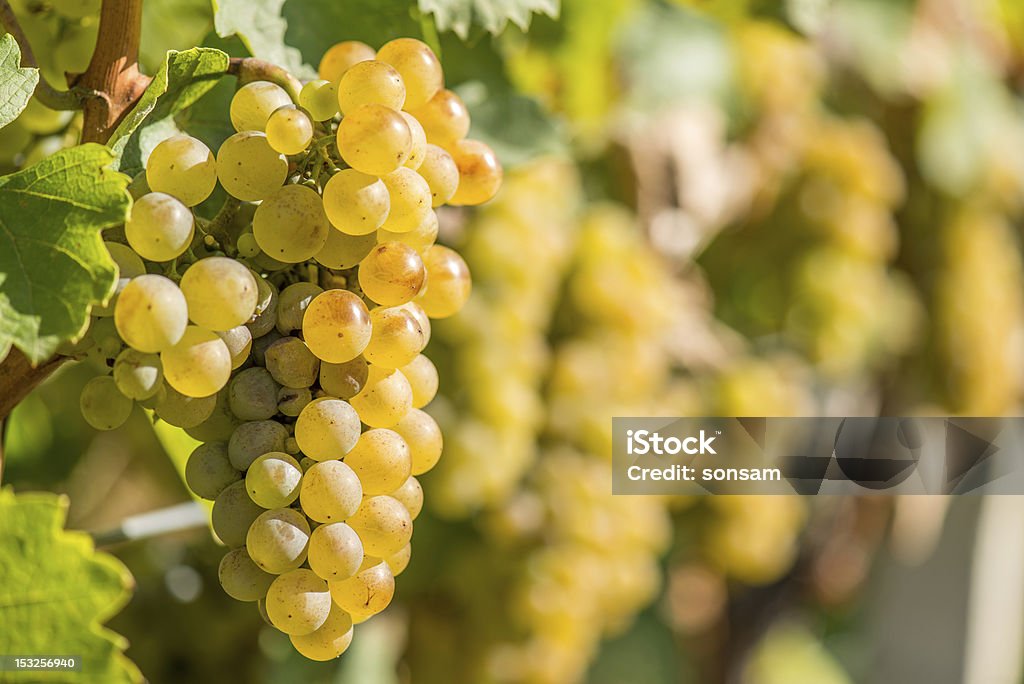 Gold uvas nas videiras - Foto de stock de Agricultura royalty-free