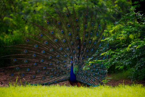 Peacock doing his mating dance for the Peahens.