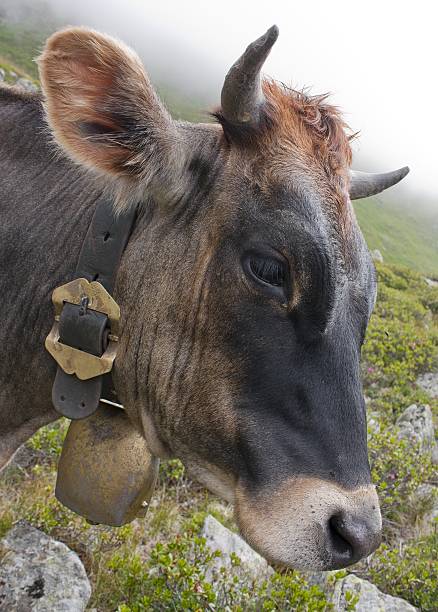 Close, low angle shot of a curious cow, turning it's head towards the camera. Check out the flies on its head.