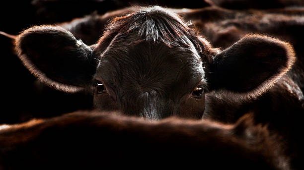 Angus Cow A black angus cow looking at camera beef cattle stock pictures, royalty-free photos & images