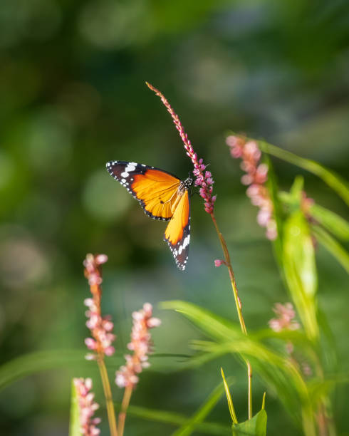 istock Beautiful plain tiger butterfly drinking nectar from wild flowers in the meadow, bright soft morning light illuminated the butterfly wings. 1532610075