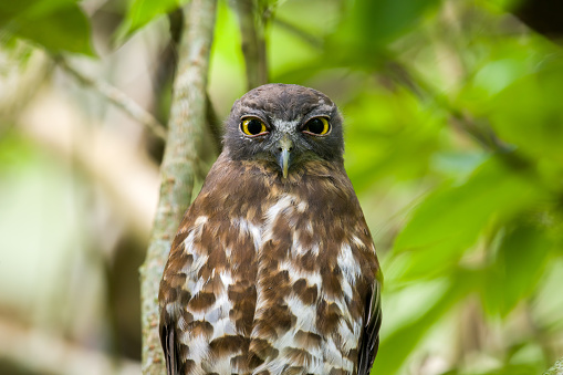 Brown hawk owl close-up portrait shot.