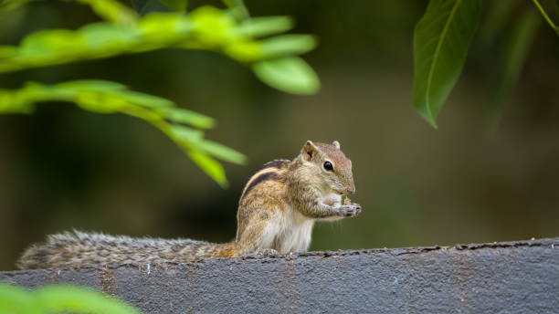 istock Cute Indian palm squirrel eating while sitting on a wall. 1532612140