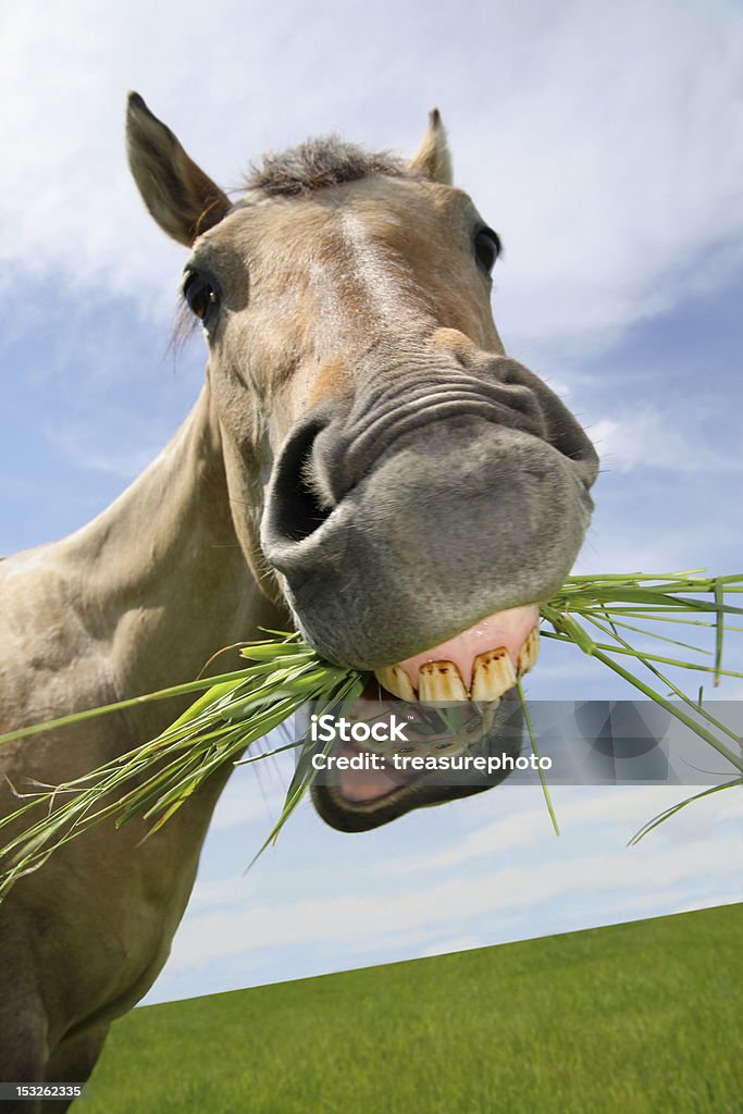funny horse eating horse close-up with mouth full of grass and a silly expression on it's face Horse Stock Photo