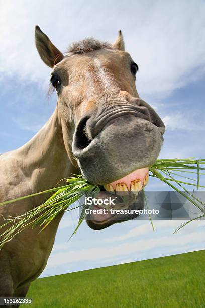 Funny Horse Eating Stock Photo - Download Image Now - Horse, Humor, Making A Face