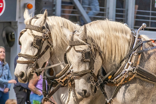 Calgary, Alberta, Canada. July 10, 2023. A couple of Percheron breed of draft horse, that originated in the Huisne river valley in western France. Horses shire horse at a public parade.