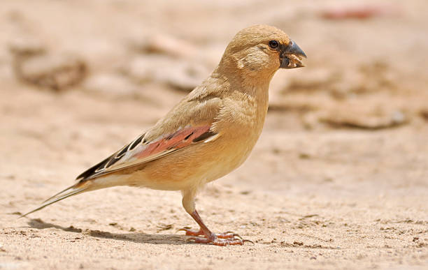 Maschio Rhodospiza deserto mandarino (obsoleta - foto stock