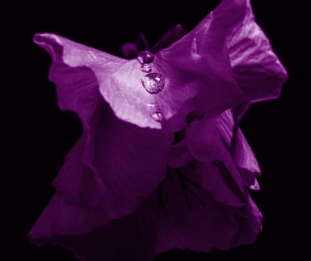 A closeup of a beautiful purple flower with its petals illuminated against a dark background.