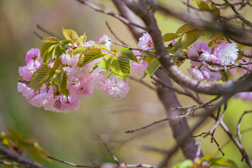 Cherry Blossoms blooming in spring at Sakkura-yama park, Fujioka, April 2023