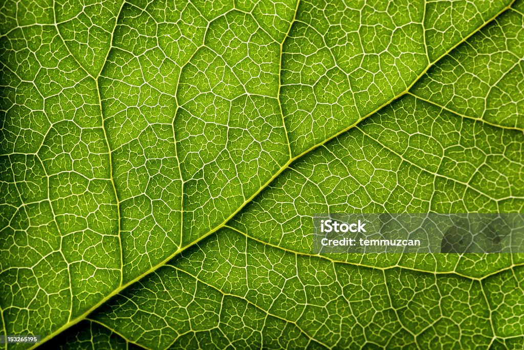 Blätter Series - Lizenzfrei Blatt - Pflanzenbestandteile Stock-Foto