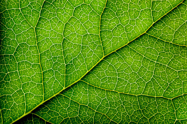 blätter series - pattern in nature stock-fotos und bilder