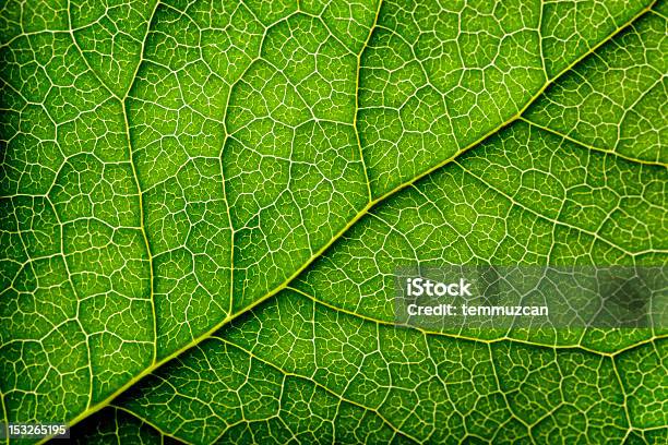 Blätter Series Stockfoto und mehr Bilder von Blatt - Pflanzenbestandteile - Blatt - Pflanzenbestandteile, Natur, Nahaufnahme