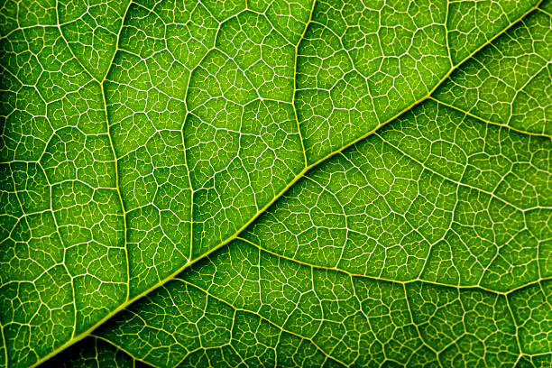 leaves series - macrofotografie fotos stockfoto's en -beelden