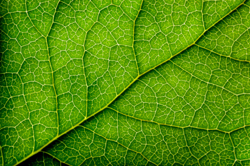 Close-up of a leaf.