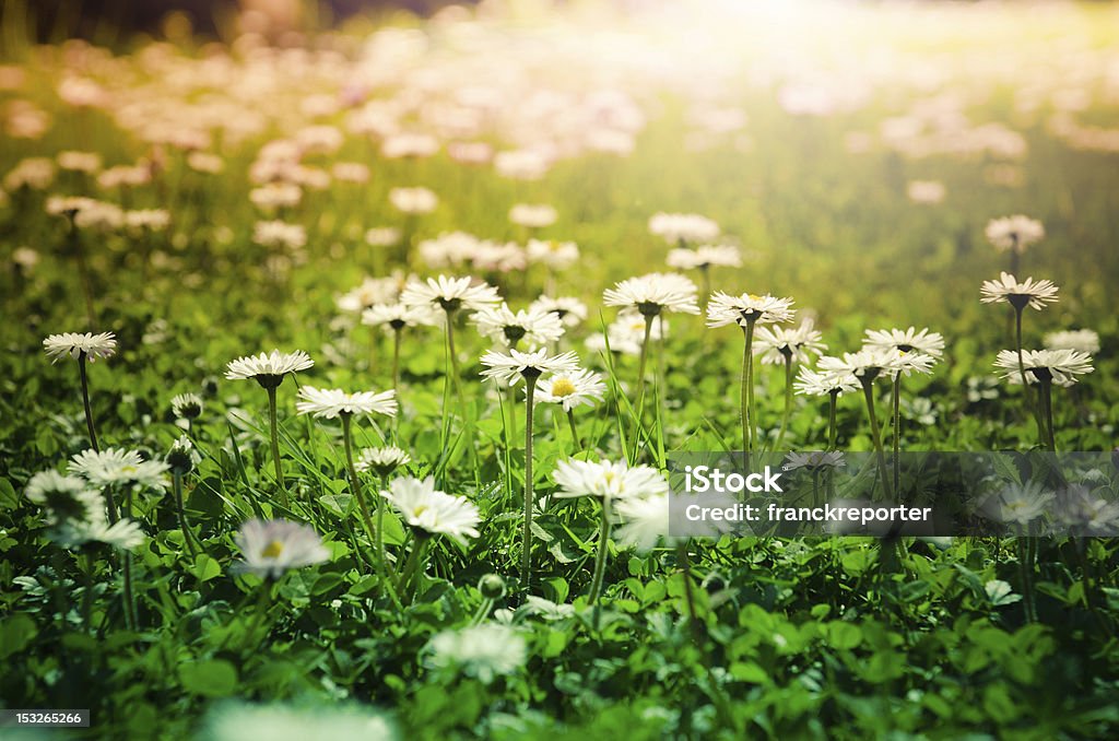 デイジーの花の夕暮れ - 庭のロイヤリティフリーストックフォト