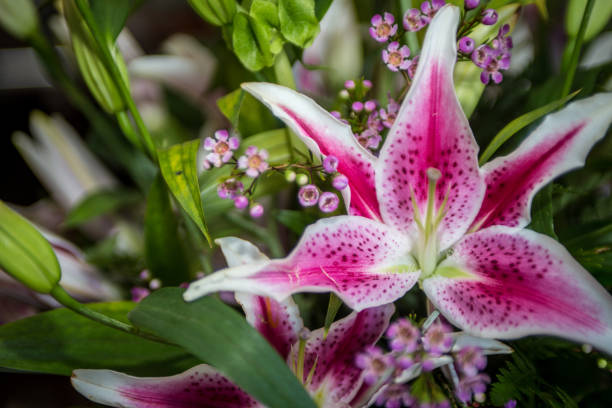 ramo stargazer lily flower - lily pink stargazer lily flower fotografías e imágenes de stock