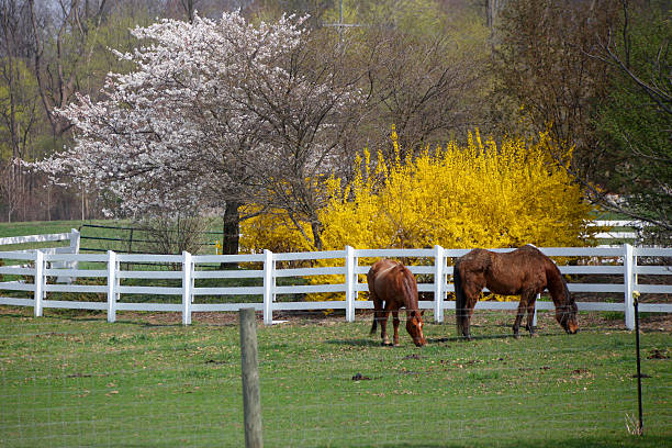 istock Horses in the farm 153265690