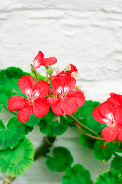 istock Lovely red Pelargonium Geranium flowers, close up. Vertical photography, selective focus. 1532668668