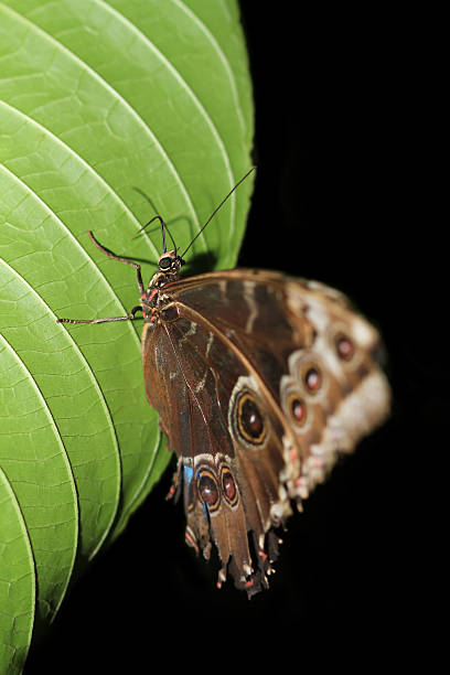 Blue Morpho Butterfly stock photo