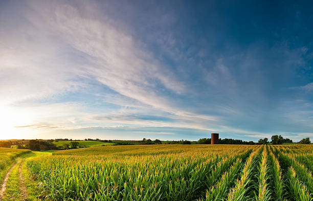 Clouds over Corn Sunrise over summer corn with silo iowa stock pictures, royalty-free photos & images